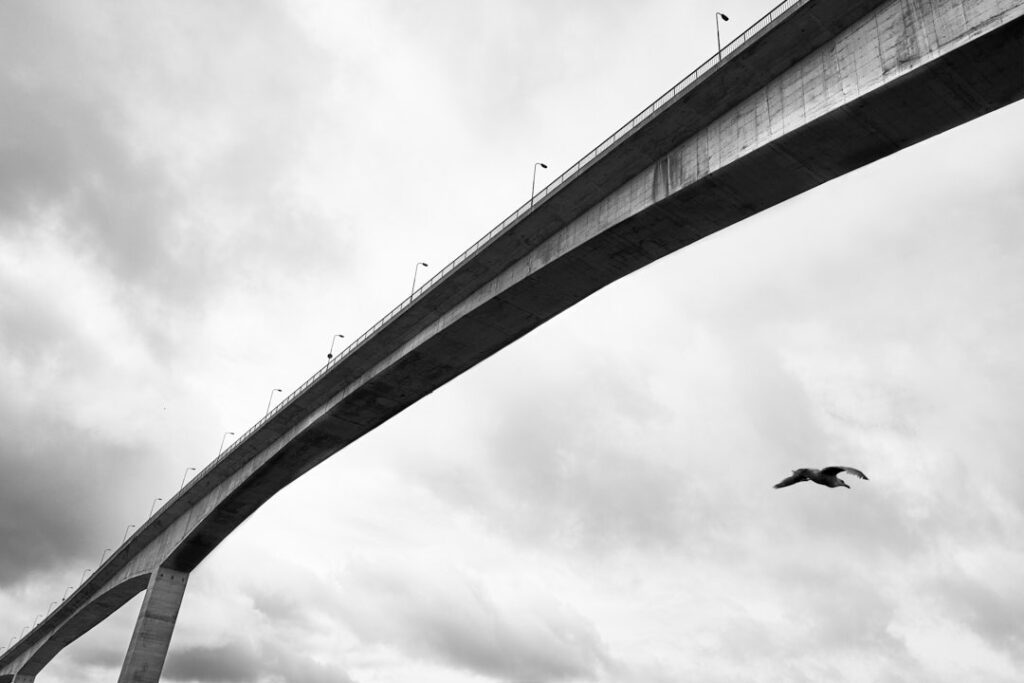 fotograf-stockholm-bro-saltströmmen-fågel