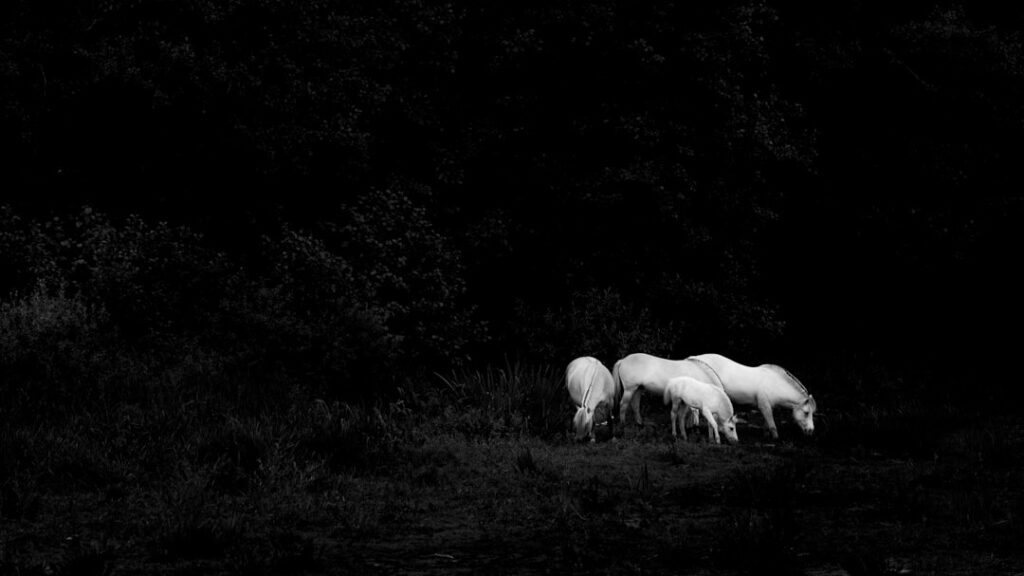Fotograf-stockholm-vita-hästar-svartvit