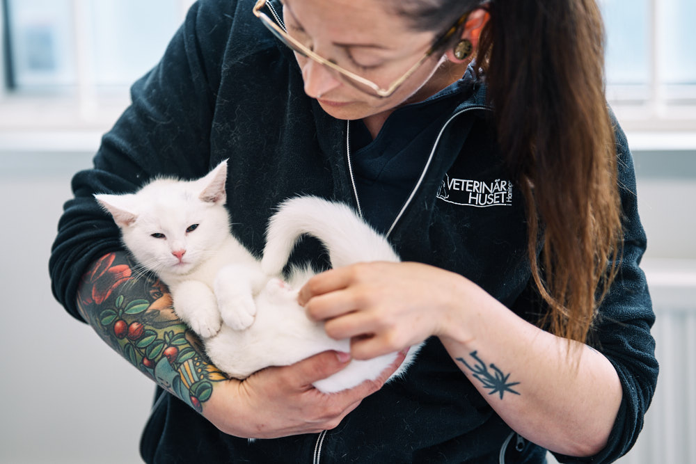 företagsfotografering-veterinär-håller-i-vit-katt-och-undersöker
